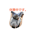 ルンバ（個別スタンプ：2）