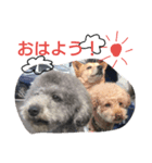 ルンバ（個別スタンプ：3）