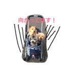 ルンバ（個別スタンプ：5）