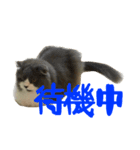 ハルナツコレクション（個別スタンプ：7）