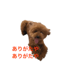 トイプードルジルの 使えるお返事パート8（個別スタンプ：3）