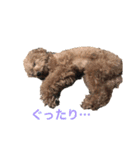 トイプードルジルの 使えるお返事パート8（個別スタンプ：8）