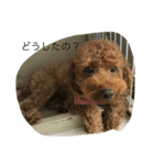 愛犬 トイプードル（個別スタンプ：1）