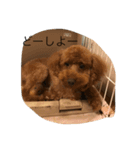 愛犬 トイプードル（個別スタンプ：2）