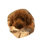 愛犬 トイプードル（個別スタンプ：3）