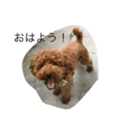 愛犬 トイプードル（個別スタンプ：4）