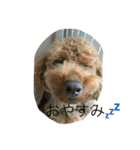 愛犬 トイプードル（個別スタンプ：5）