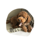 愛犬 トイプードル（個別スタンプ：6）