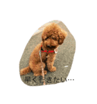 愛犬 トイプードル（個別スタンプ：7）