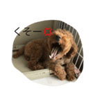 愛犬 トイプードル（個別スタンプ：8）
