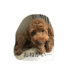 愛犬 トイプードル（個別スタンプ：9）