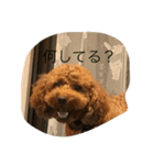 愛犬 トイプードル（個別スタンプ：10）
