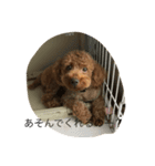 愛犬 トイプードル（個別スタンプ：11）
