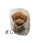 愛犬 トイプードル（個別スタンプ：12）