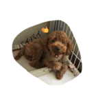 愛犬 トイプードル（個別スタンプ：13）
