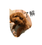 愛犬 トイプードル（個別スタンプ：14）