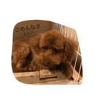 愛犬 トイプードル（個別スタンプ：15）