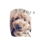 愛犬 トイプードル（個別スタンプ：16）