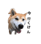 柴犬の阿波弁（個別スタンプ：14）