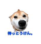 柴犬の阿波弁（個別スタンプ：15）