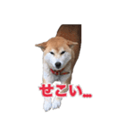 柴犬の阿波弁（個別スタンプ：21）