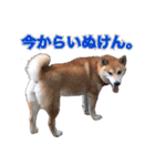 柴犬の阿波弁（個別スタンプ：22）