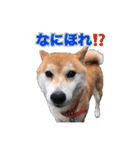 柴犬の阿波弁（個別スタンプ：25）