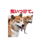 柴犬の阿波弁（個別スタンプ：26）