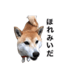 柴犬の阿波弁（個別スタンプ：28）