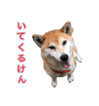 柴犬の阿波弁（個別スタンプ：29）