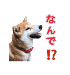 柴犬の阿波弁（個別スタンプ：35）