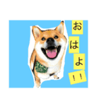 タテガミうさぎうーたんと柴犬ころまる1（個別スタンプ：1）