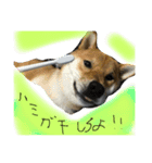 タテガミうさぎうーたんと柴犬ころまる1（個別スタンプ：3）