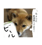 タテガミうさぎうーたんと柴犬ころまる1（個別スタンプ：4）