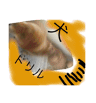 タテガミうさぎうーたんと柴犬ころまる1（個別スタンプ：5）