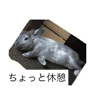 タテガミうさぎうーたんと柴犬ころまる1（個別スタンプ：7）