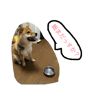 タテガミうさぎうーたんと柴犬ころまる1（個別スタンプ：9）