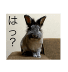 タテガミうさぎうーたんと柴犬ころまる1（個別スタンプ：10）