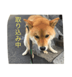 タテガミうさぎうーたんと柴犬ころまる1（個別スタンプ：11）