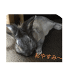 タテガミうさぎうーたんと柴犬ころまる1（個別スタンプ：12）