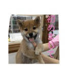タテガミうさぎうーたんと柴犬ころまる1（個別スタンプ：14）