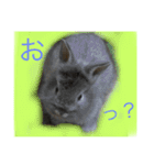 タテガミうさぎうーたんと柴犬ころまる1（個別スタンプ：15）