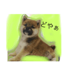 タテガミうさぎうーたんと柴犬ころまる1（個別スタンプ：16）