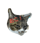 ひとことねこ8（個別スタンプ：1）