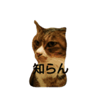 ひとことねこ8（個別スタンプ：4）