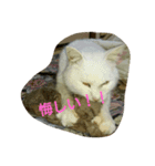 ひとことねこ8（個別スタンプ：5）