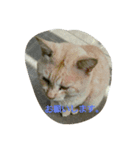 ひとことねこ8（個別スタンプ：6）