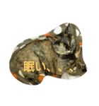 ひとことねこ8（個別スタンプ：7）