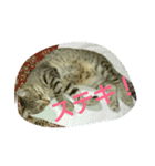 ひとことねこ8（個別スタンプ：8）