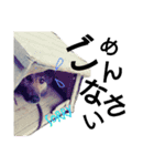 雑種犬のもこもこ（たまにペロ）（個別スタンプ：9）
